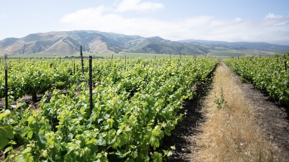 The Critical Importance of Sampling Soil, Water & Tissue in Grape Production