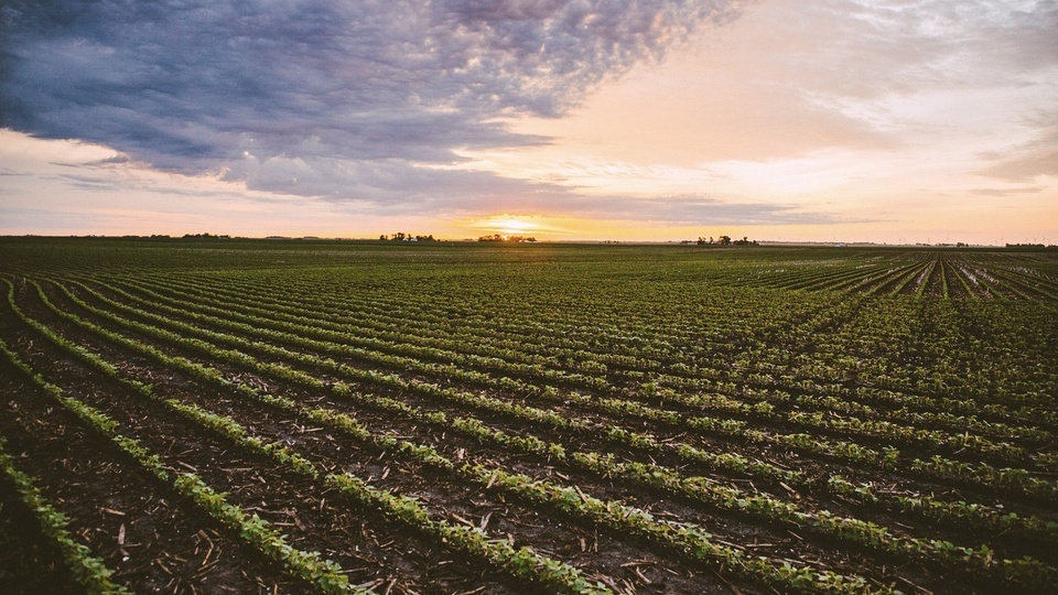 Finding the Right Herbicide for Volunteer Corn and Other Weedy Grasses in Soybeans