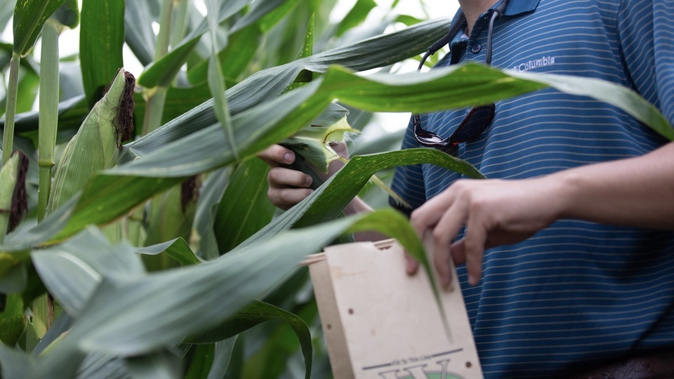 Tissue Samples Reveal Surprising Nutrient Trends in Corn