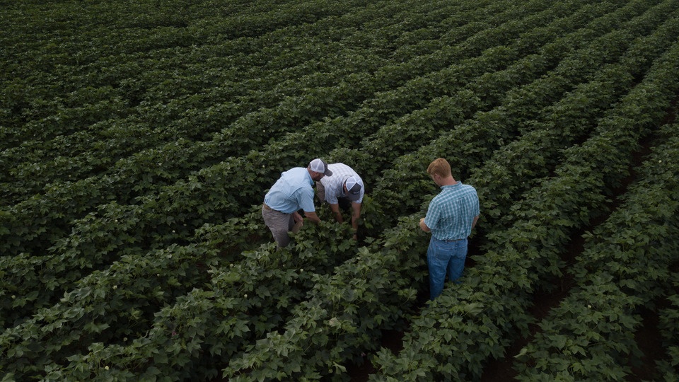 Unveiling Cotton Nutrient Deficiencies: Insights from Extractor Tissue Samples