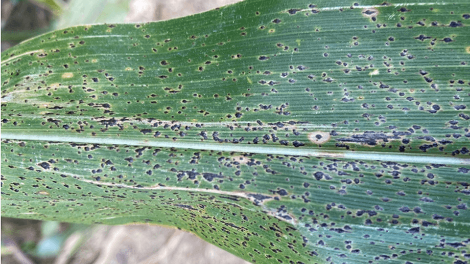 Managing Tar Spot Late in the Season