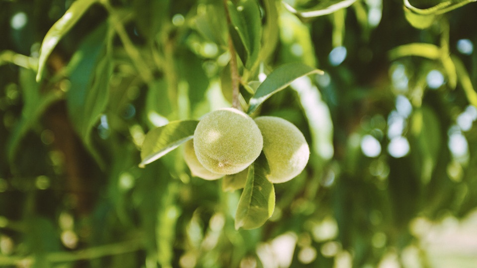 Managing Nitrogen in Your Orchards