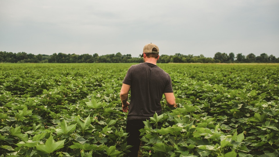 How to Get Cotton Back on Track this Season