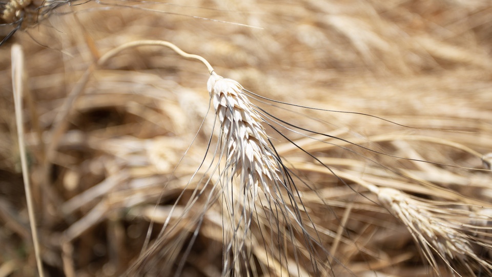 Unraveling Grower Opportunity in Wheat