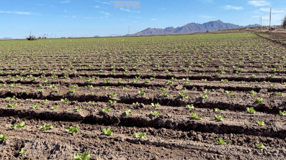 Desert Crops Take Center Stage During Winter Months