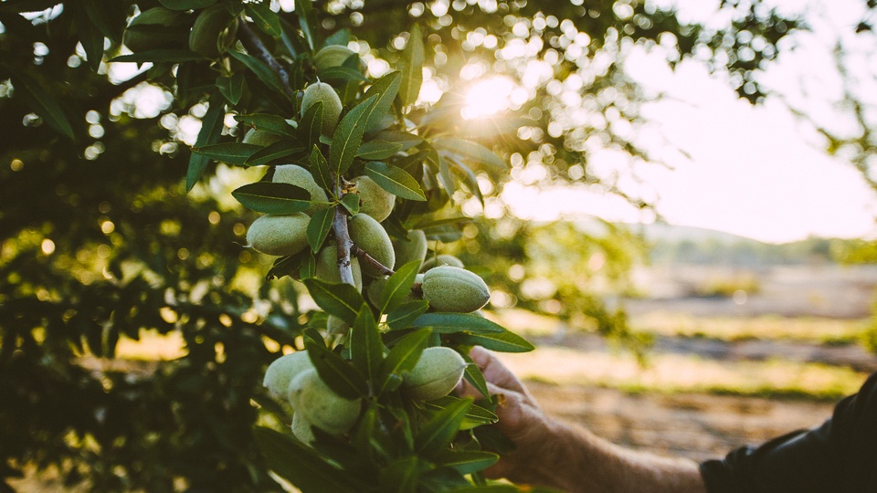 Fall Planning with Almond Wise