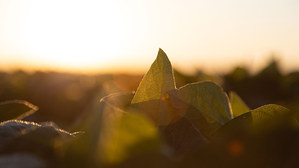 Don’t Let Potassium Deficiency Contribute to Soybean Yield Loss!