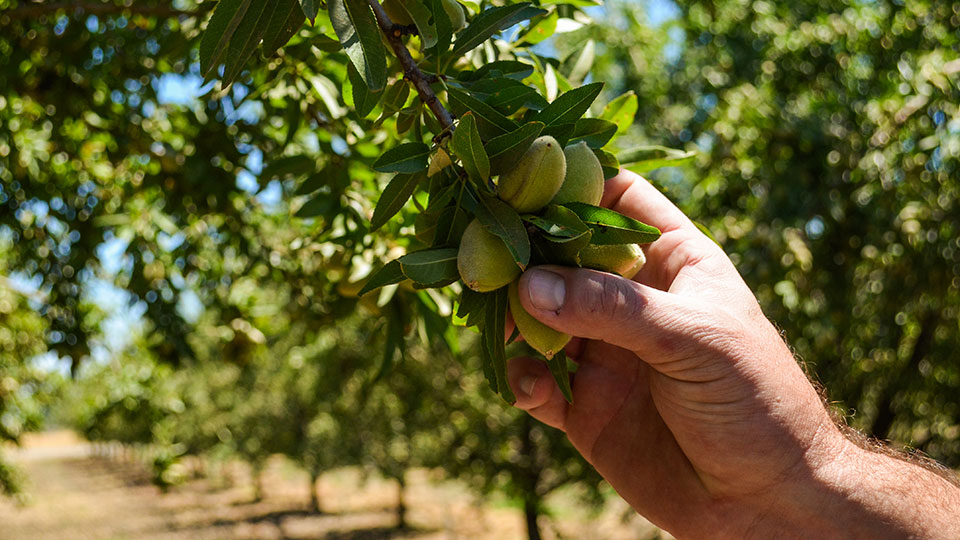 Be Almond Wise: The Need for Nitrogen