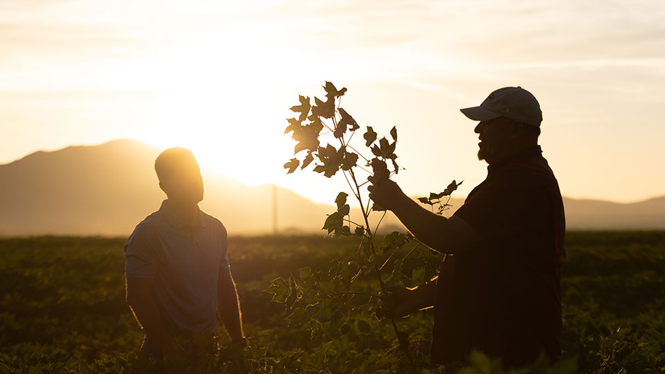 Are your crops getting enough potassium?