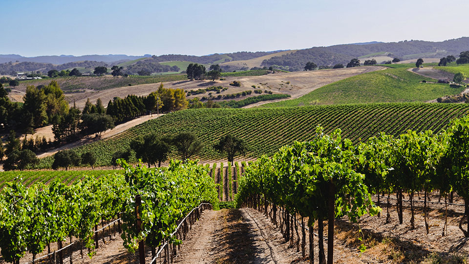 Maximize Fruit and Nut Quality with Targeted Applications of Potassium