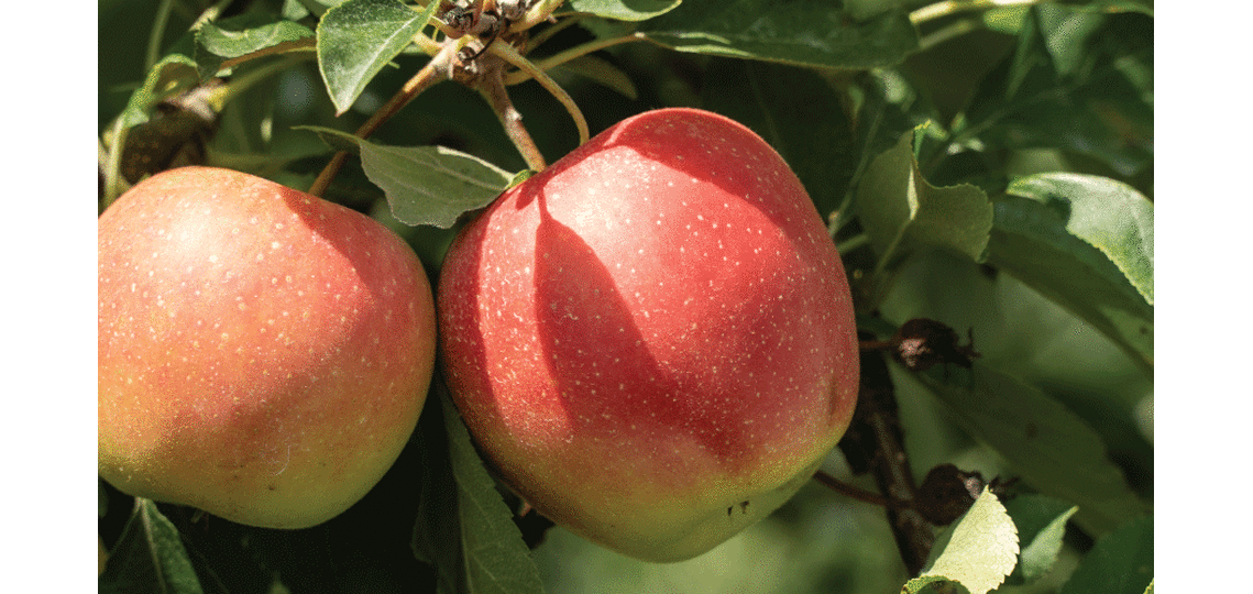 The Thriving Apple Industry in Upstate New York