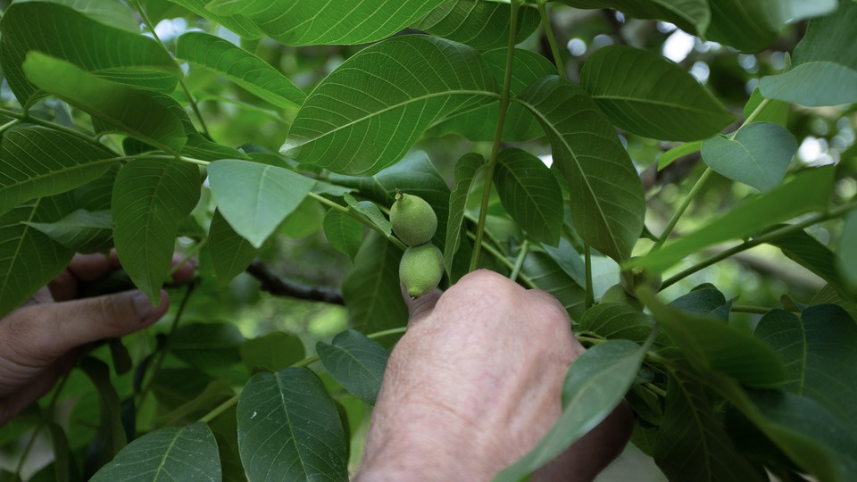 Almond Wise — Managing Nitrogen in Your Orchards