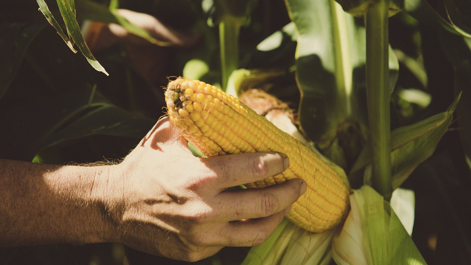Don’t Leave Yield in Your Field: Become CornWise