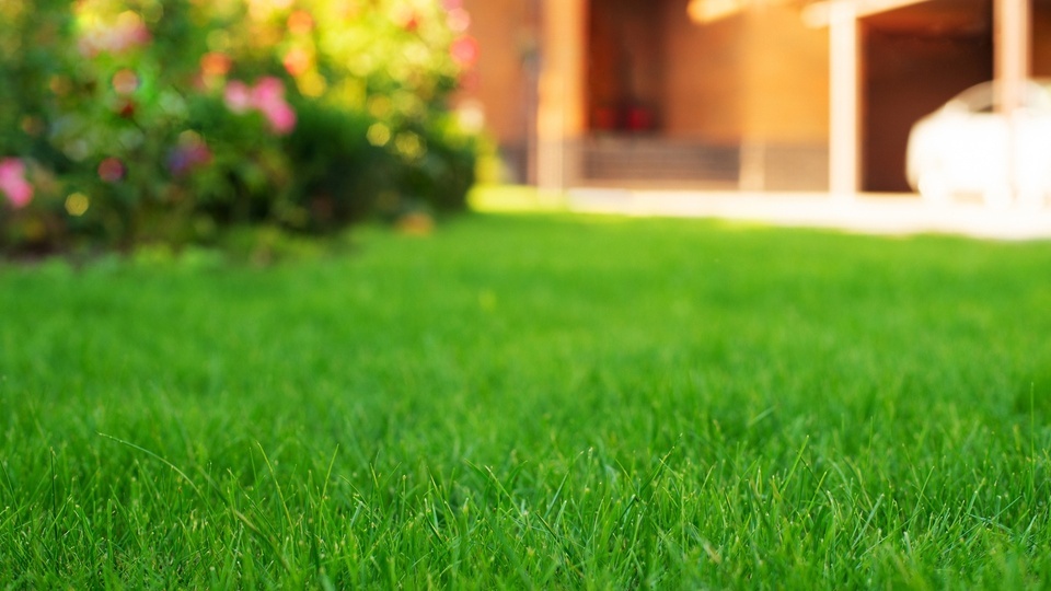 Addressing Plant Nutrient Deficiencies: The Essential Role of Soil Testing