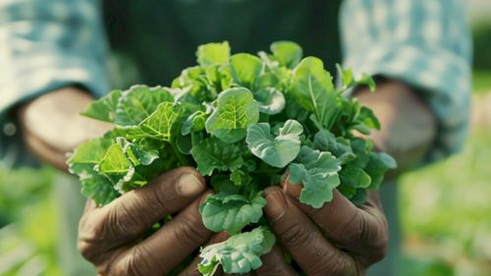 Uncovering the Hidden Wonders of Mint -- TEST