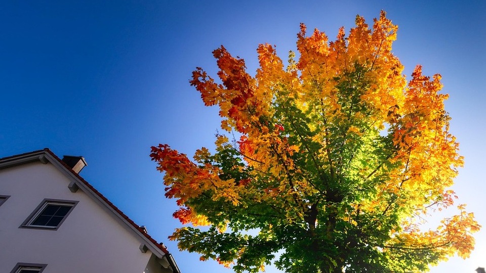 Fall Planting for Trees: The Science Behind It