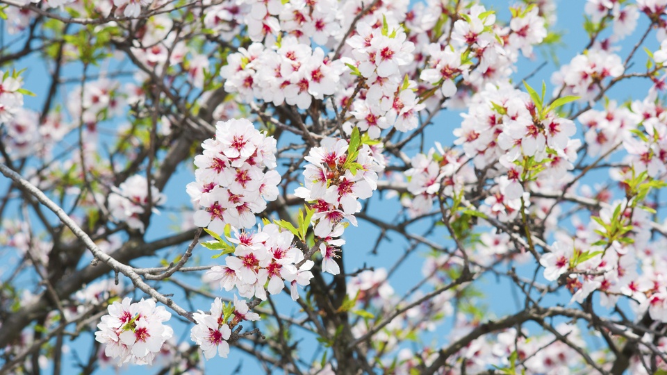 Be Almond Wise: Building the Foundation for a High-Yield Almond Season