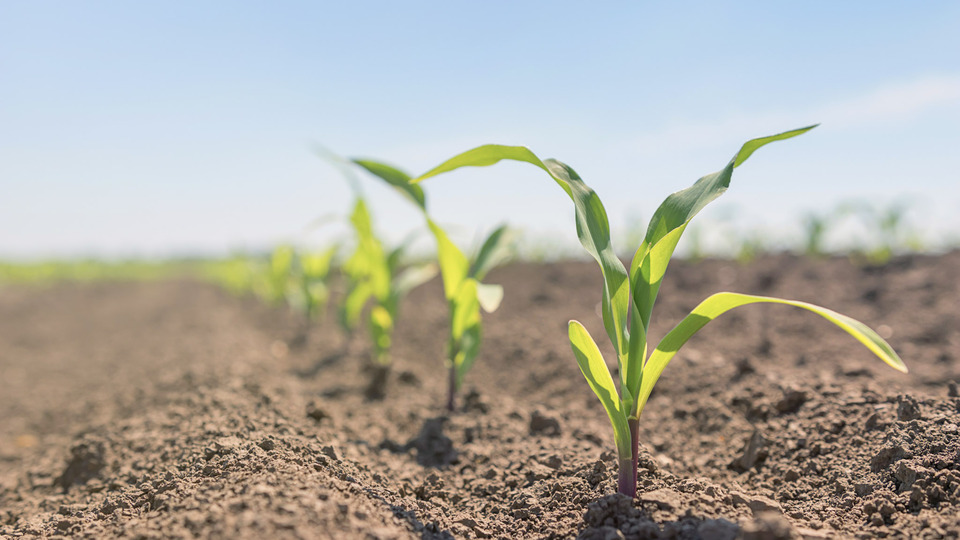 Protecting Yield Potential: Addressing Deer Damage Before It Starts