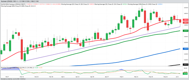 November Beans – Daily
