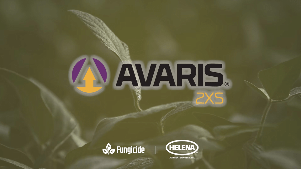 Avaris 2XS